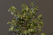 The Elderberry Bush, a Plants & Tree 3D Model by FuturePastCreatives (Thumbnail 7 of 9)