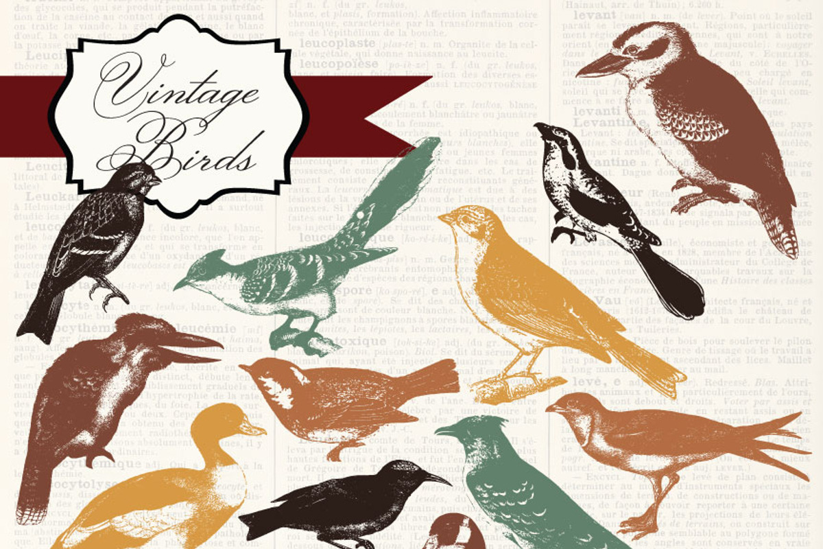 Vintage Birds Clipart & Photoshop preview 4