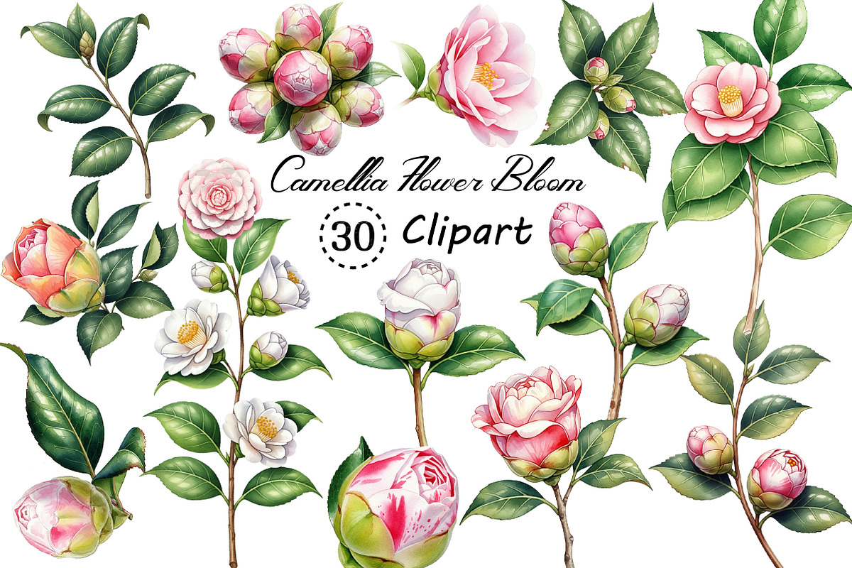 Camellia Flower Bloom PNG Clipart, an Illustration by Creative Art (Photo 1 of 10)