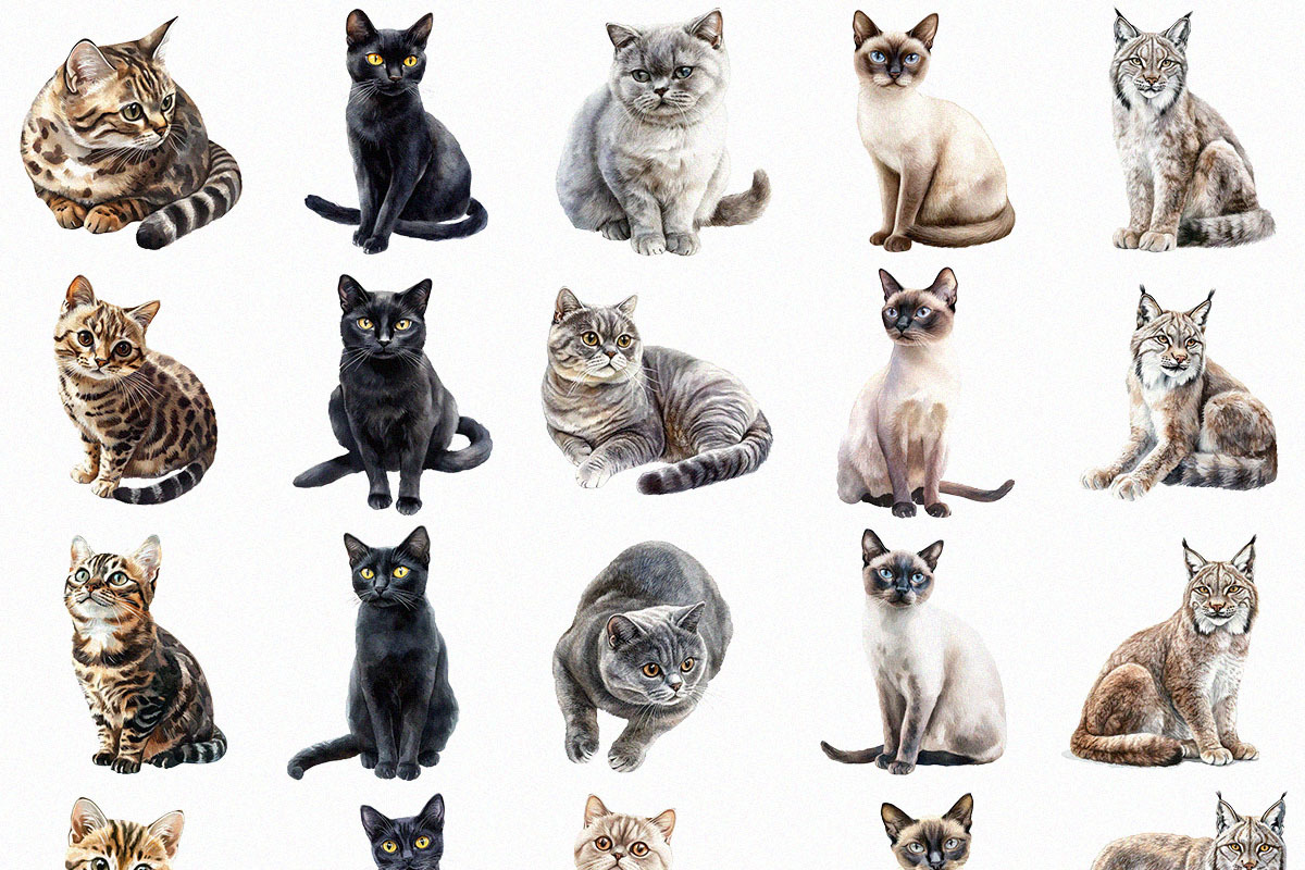 Watercolor Cats Clipart Pack (PNG), an Animal Illustration by DesignBTF (Photo 4 of 8)