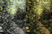LR presets Selva, a Preset Add-On by Emi Martinez Diana (Thumbnail 2 of 7)