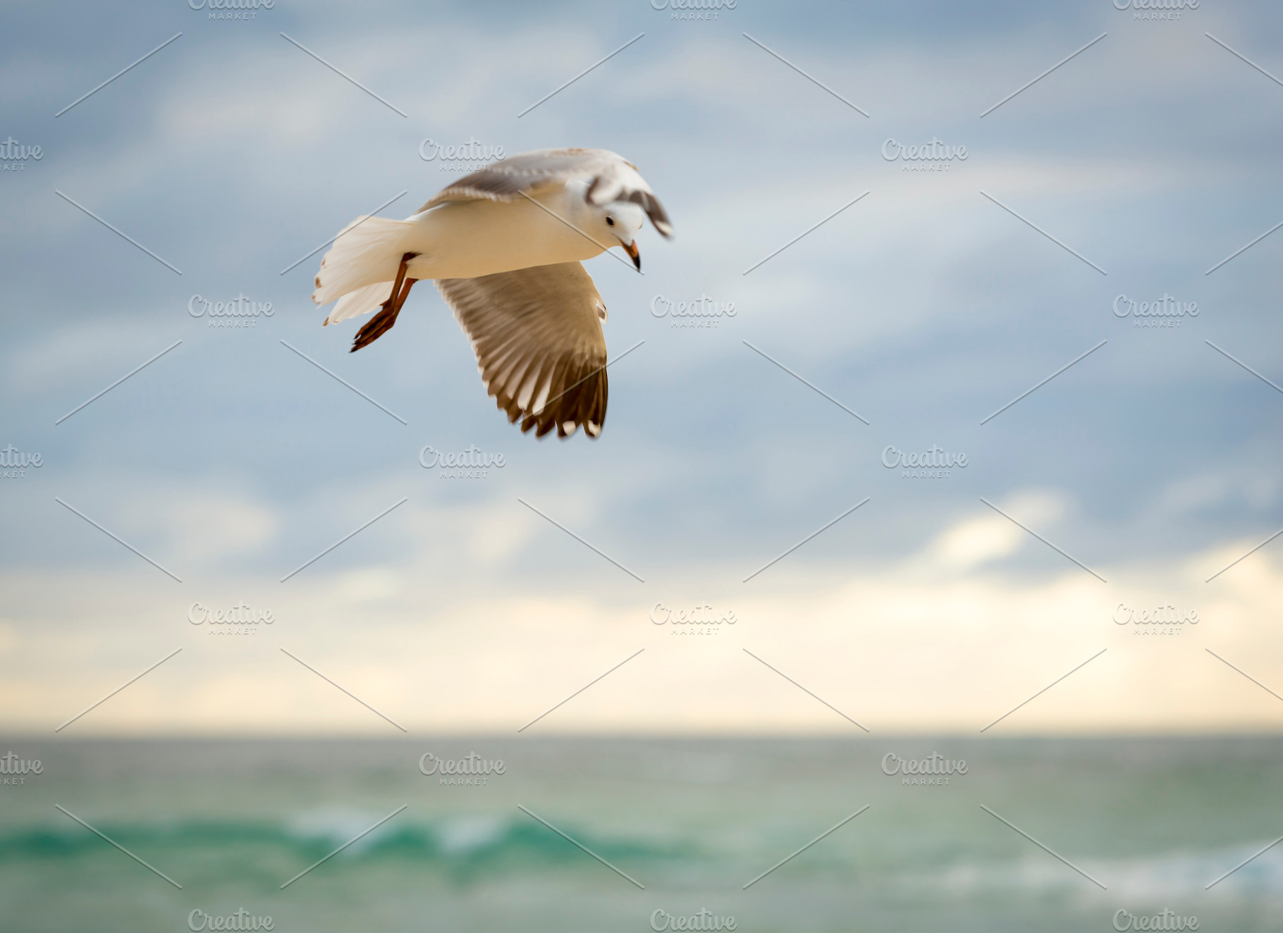 Bird In Flight, an Animal Photo by THP Creative
