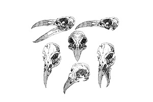 40 Bone Skull Design Sketch