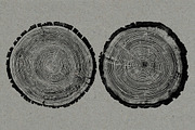 26 Large Tree Ring Textures, a Texture Graphic by Offset (Thumbnail 10 of 16)