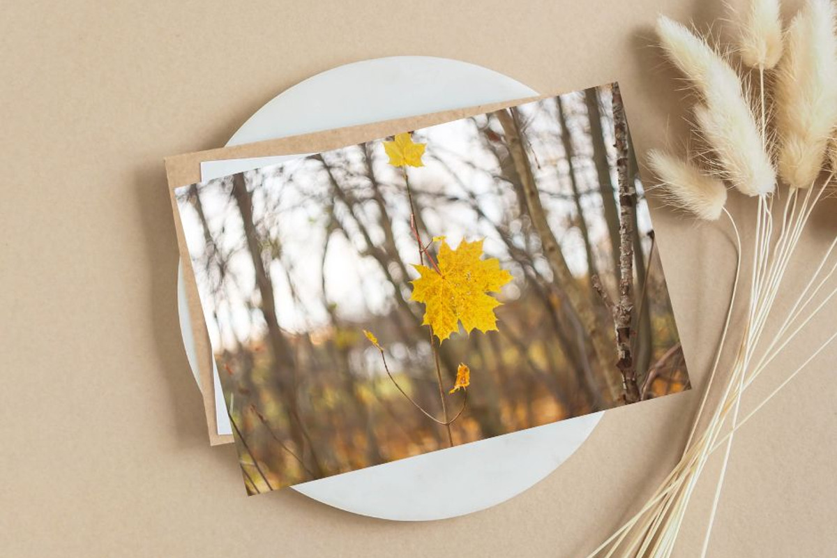 Autumn nature photography set, a Nature Photo by pictures for you (Photo 2 of 22)