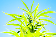 Marijuana Sativa Strain Stock Bundle, a Nature Photo by r.r.palacios (Thumbnail 4 of 6)