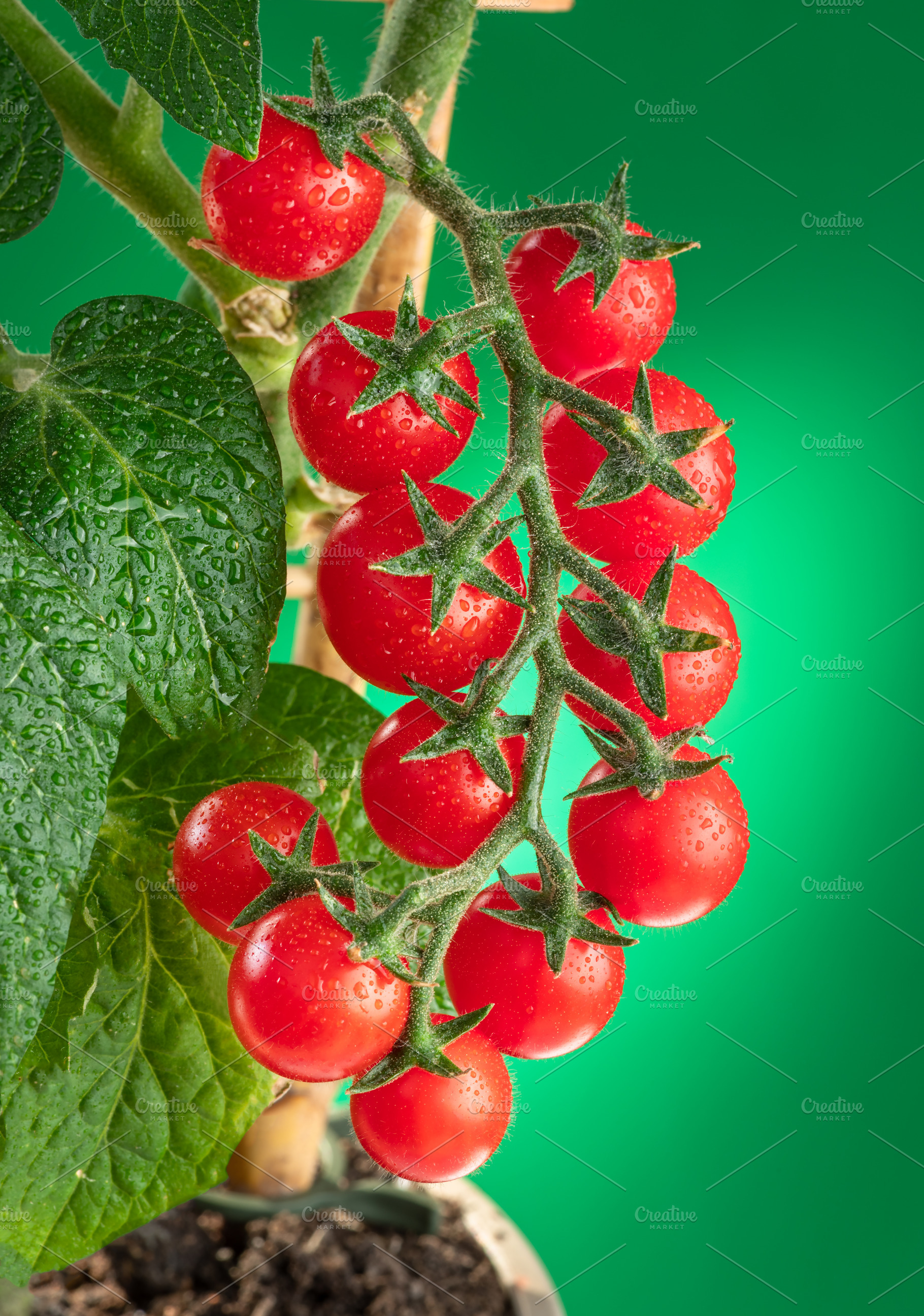 Cherry tomatoes covered with water drops on tomato plant on gree, a Food & Drink Photo by Volff