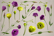 Lisianthus Blooms Realistic Flowers, an Object Graphic by Turning Moss (Thumbnail 3 of 8)