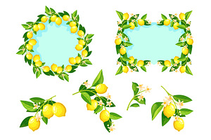 Lemon branches. Citrus flowering