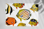 Vintage tropical fish illustrations, an Animal Illustration by Natalka Dmitrova art (Thumbnail 4 of 12)