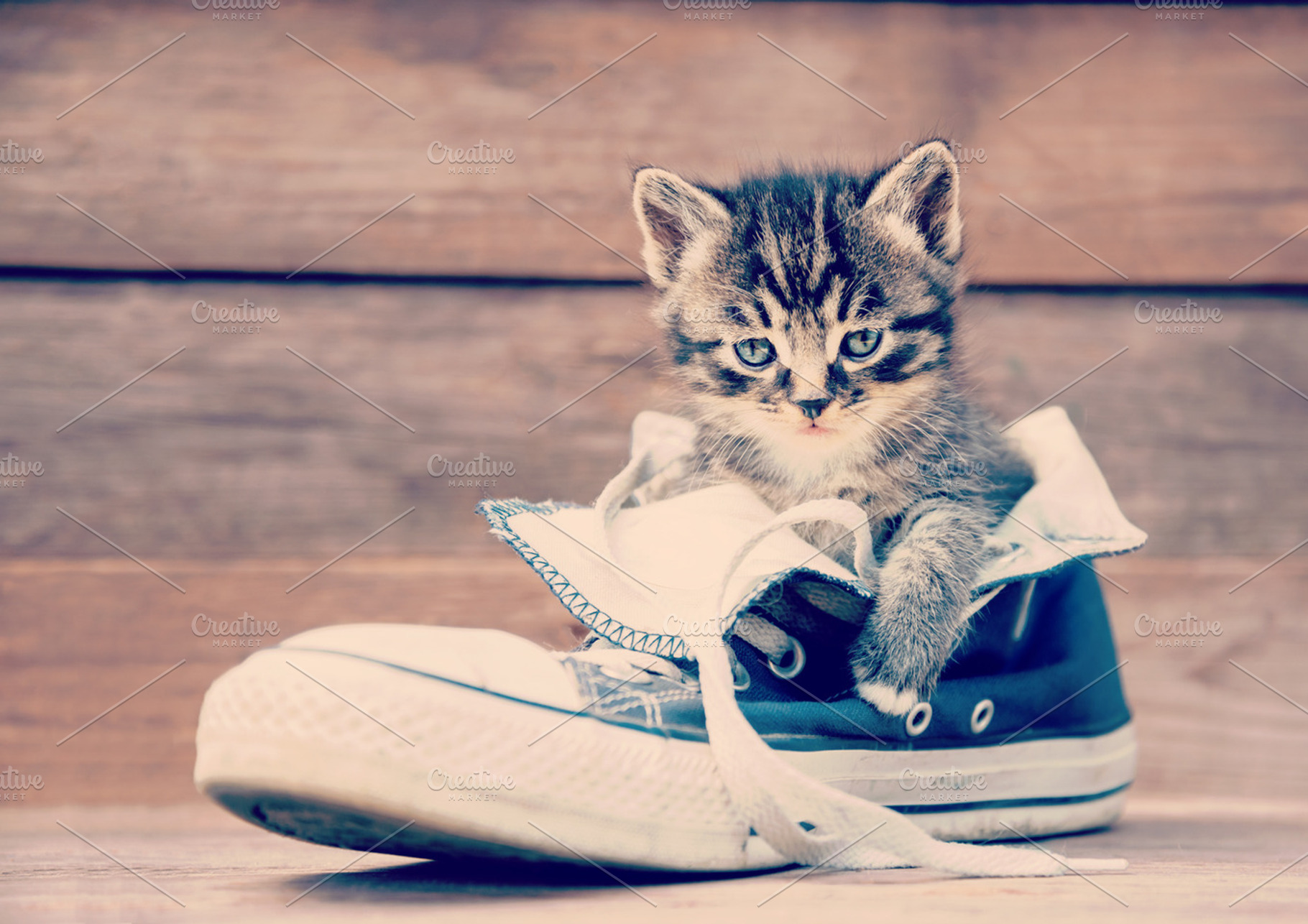 Kitten and shoe, an Animal Photo by P&G