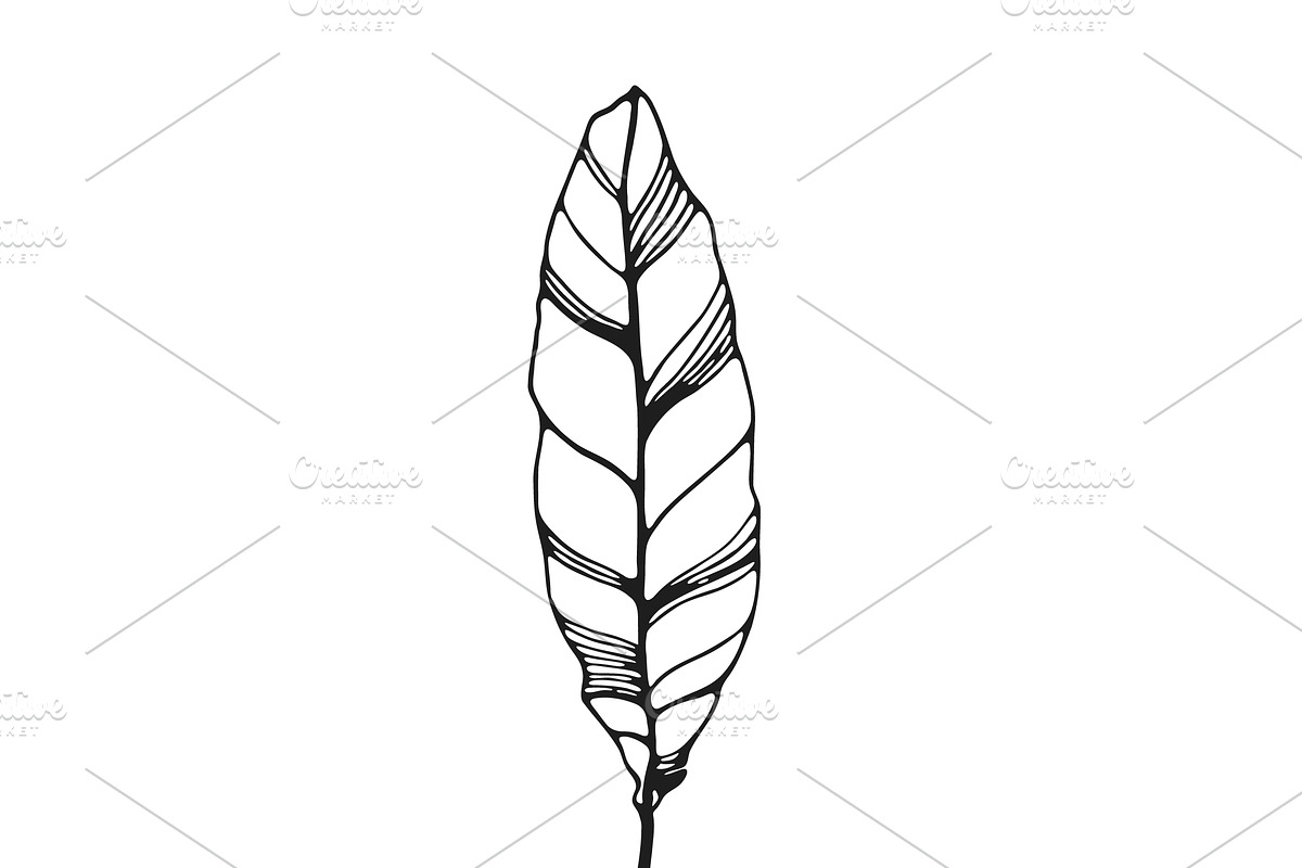 Palm Leaves svg, Botanical png, a Decorative Illustration by Watercolor_Vector Graphic (Photo 23 of 25)
