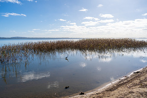 Plumed egret standing in Lake Colac, Victoria, Australia, among, a Nature Photo by GoodGoods