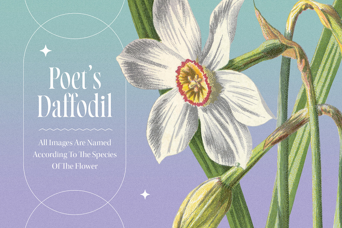 Atlas of Flowers - Botanical Art Set, an Object Graphic by Graphic Goods (Photo 5 of 12)