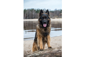 German Shepherd Dog on the beach at, an Animal Photo by COLORFUL
