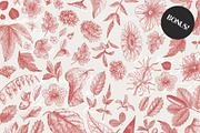 36 Plant & Flower Illustrations, an Illustration by Century Library (Thumbnail 4 of 7)
