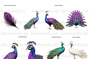 Peacock Clipart, Peacock Feather PNG, an Animal Illustration by BrushstrokeArtGB (Thumbnail 6 of 9)