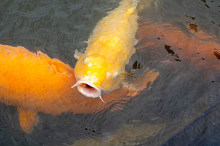 Colorful koi fish in Shukkei-en Japanese garden in Hiroshima, Ja