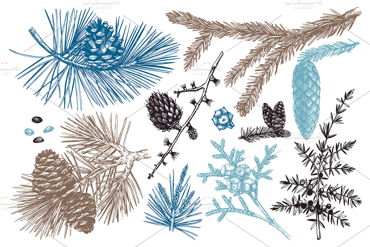 Vintage Winter Plants Collection, an Object Graphic by Yevheniia (Photo 3 of 8)