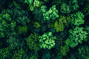 Aerial View of Dense Forest, a Nature Photo by Ales Munt