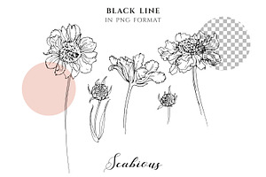 Sketches Of Flowers Line Vector