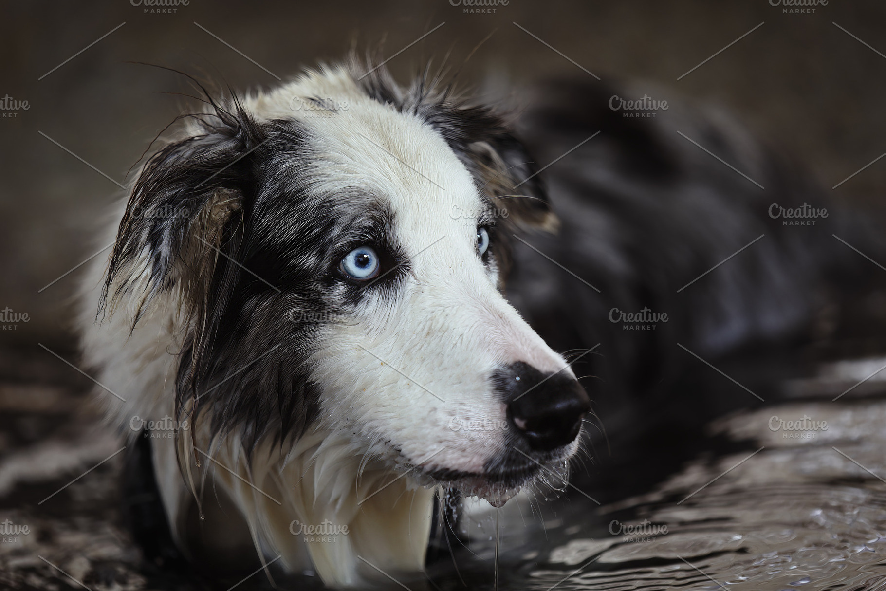 Blue-eyed Border Collie in the Water, an Animal Photo by Perpis