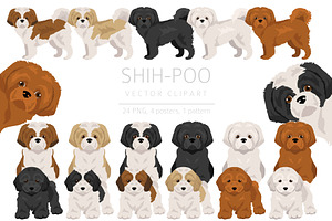 Shih Poo Shih Tzu Poodle Mix