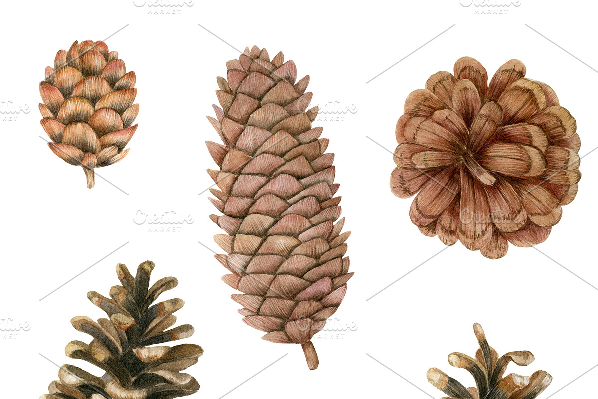 Watercolor pine cones clipart set, an Illustration by svetodesign (Photo 2 of 9)