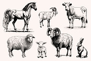 Farm Animals Collection 34 arts, a Graphic by IPVector (Thumbnail 3 of 7)