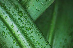 Moody Raindrops on Tropical Leaf, a Nature Photo by René Jordaan Photography