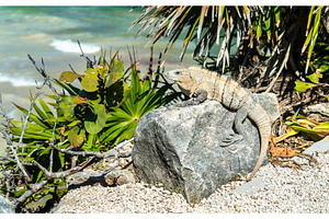 Iguana on the yucatan peninsula in stock photo containing lizard and iguana, an Animal Photo by Leonid Andronov