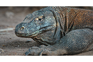 Komodo dragon resting on Rinca, an Animal Photo by Goinyk