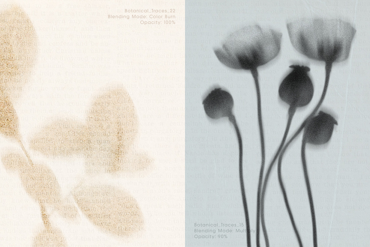 Botanical Traces: Blurred Floral PNG, an Object Graphic by Dina Mae (Photo 6 of 14)