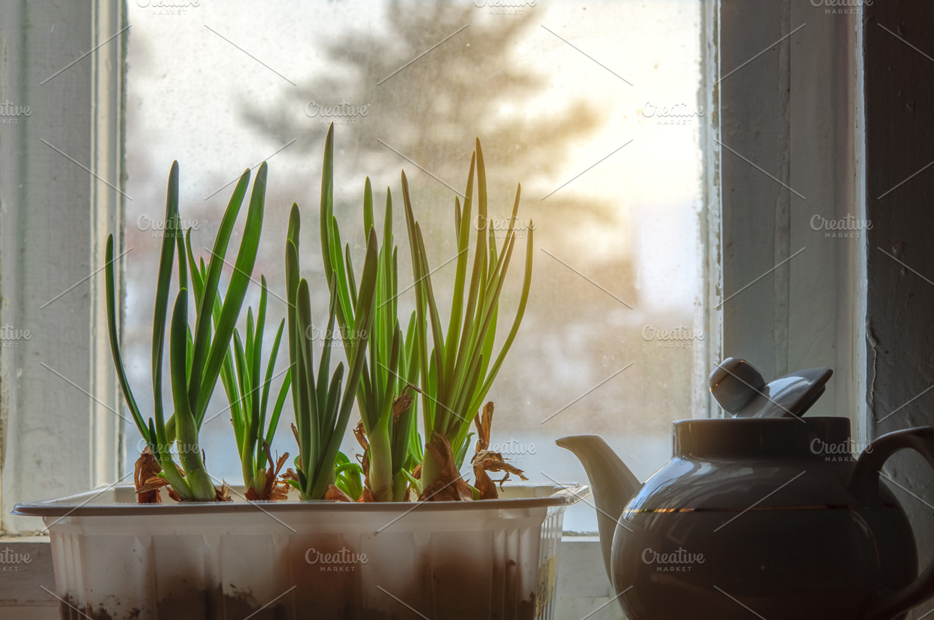 Green onion at windowsill, a Photo by Edgieus