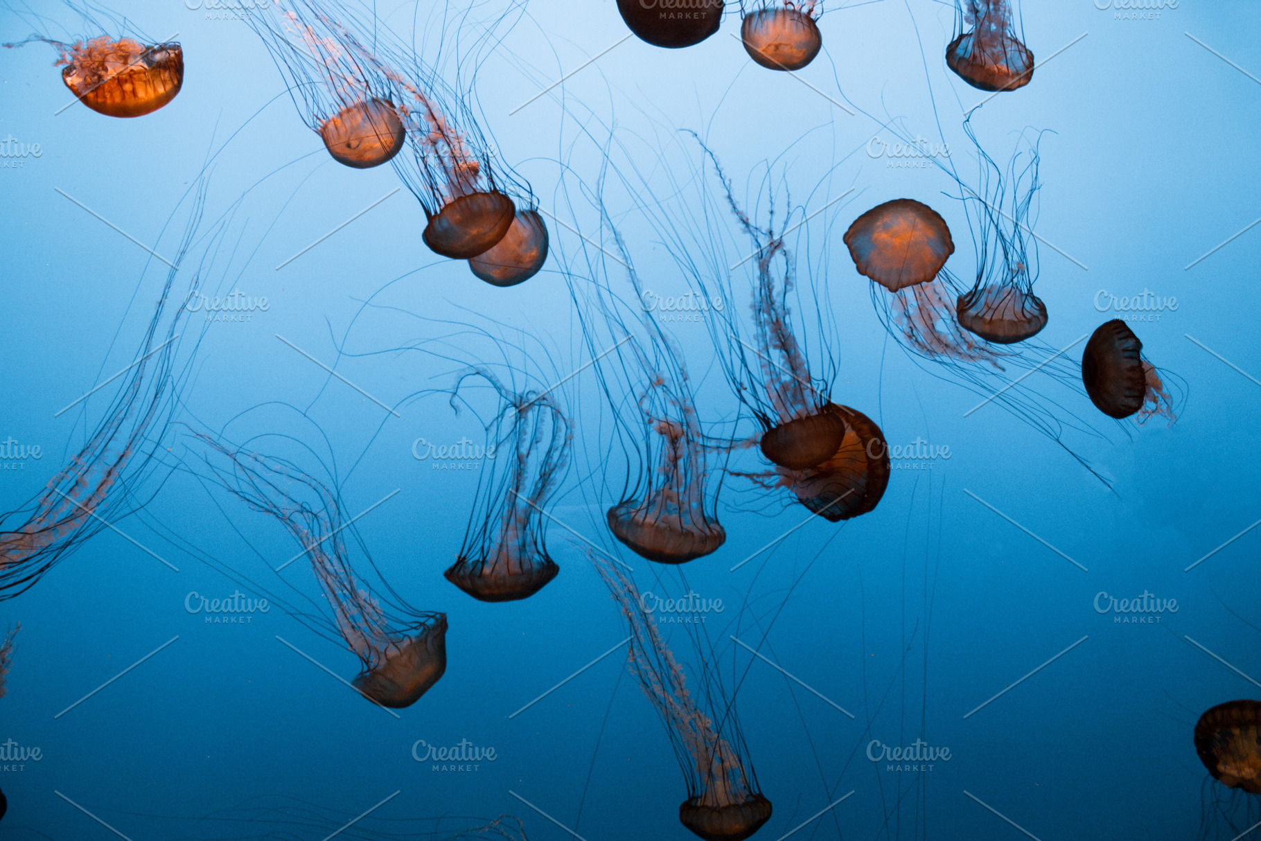 Jellyfish featuring jellyfish, fish, and ozean, an Animal Photo by NiccerPhotography