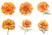 Marigold Flower Bloom Clipart, an Illustration by DreamArtGraphic (Thumbnail 2 of 4)