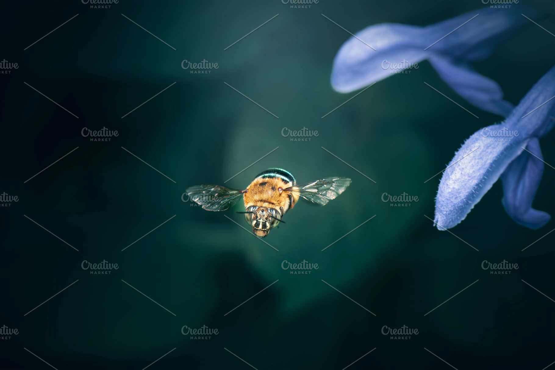Blue Banded Bee in flight, an Animal Photo by Rob D Animal Photography