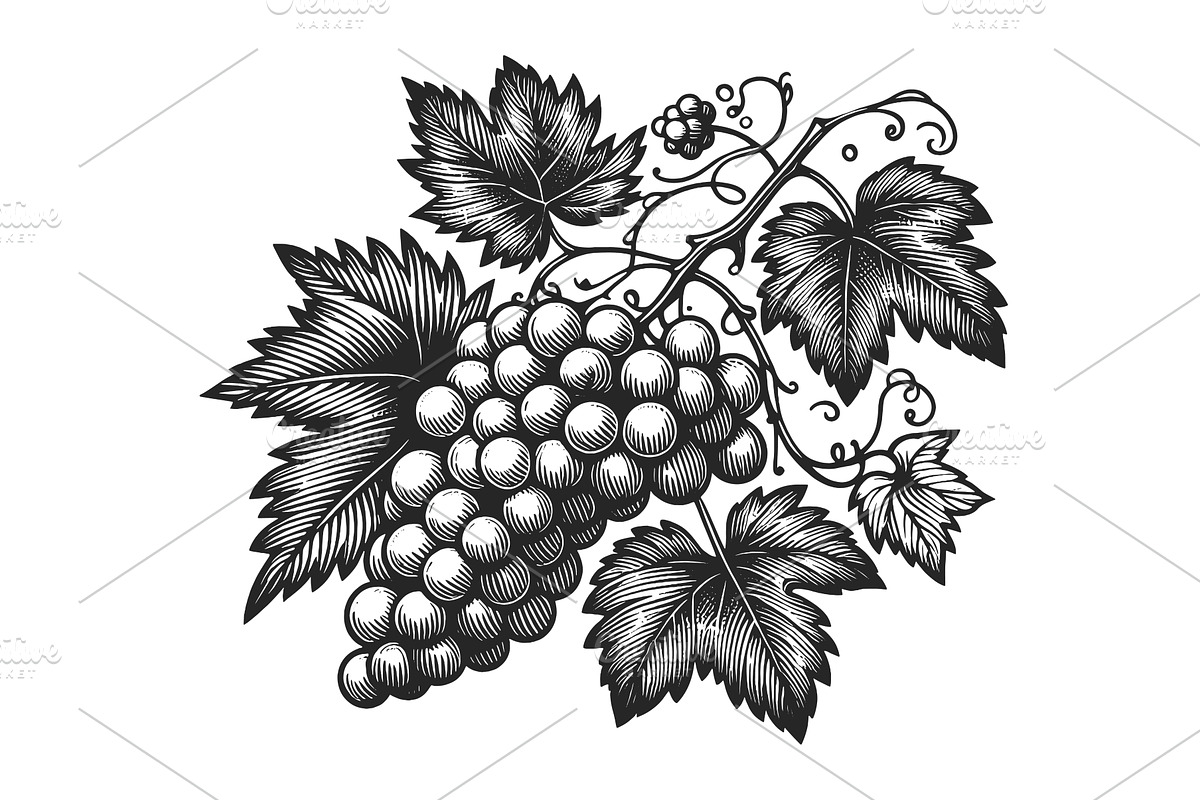 Bunch of grapes plant sketch vector, a Food Illustration by AlexArt