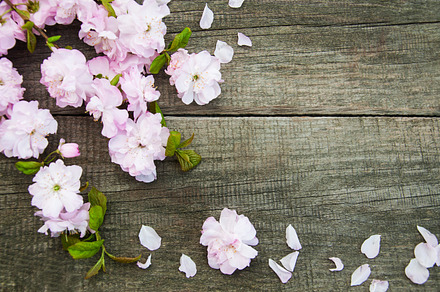 Sakura containing background, pink, and wooden, a Nature Photo by Olena Rudo