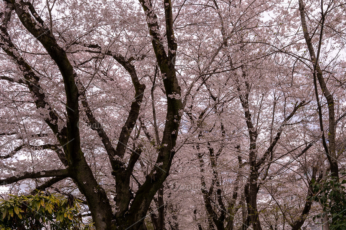 Japanese Cherry Blossom Photo Bundle, a Nature Photo by Silent Nature (Photo 9 of 10)