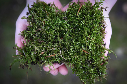 Moss in Child's Hands