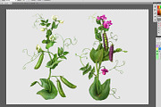 Pea Plant. Botanic Illustrations set, an Education Illustration by Eldar Zakirov's (Thumbnail 6 of 6)