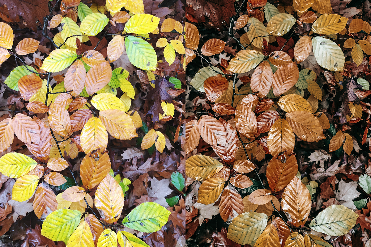 10 Autumn Leaves Lightroom Presets, a Preset Add-On by RamsaGraphi (Photo 10 of 10)