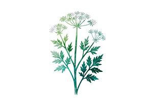 blooming dill on a white background, an Object Illustration by Nenahliadava Design