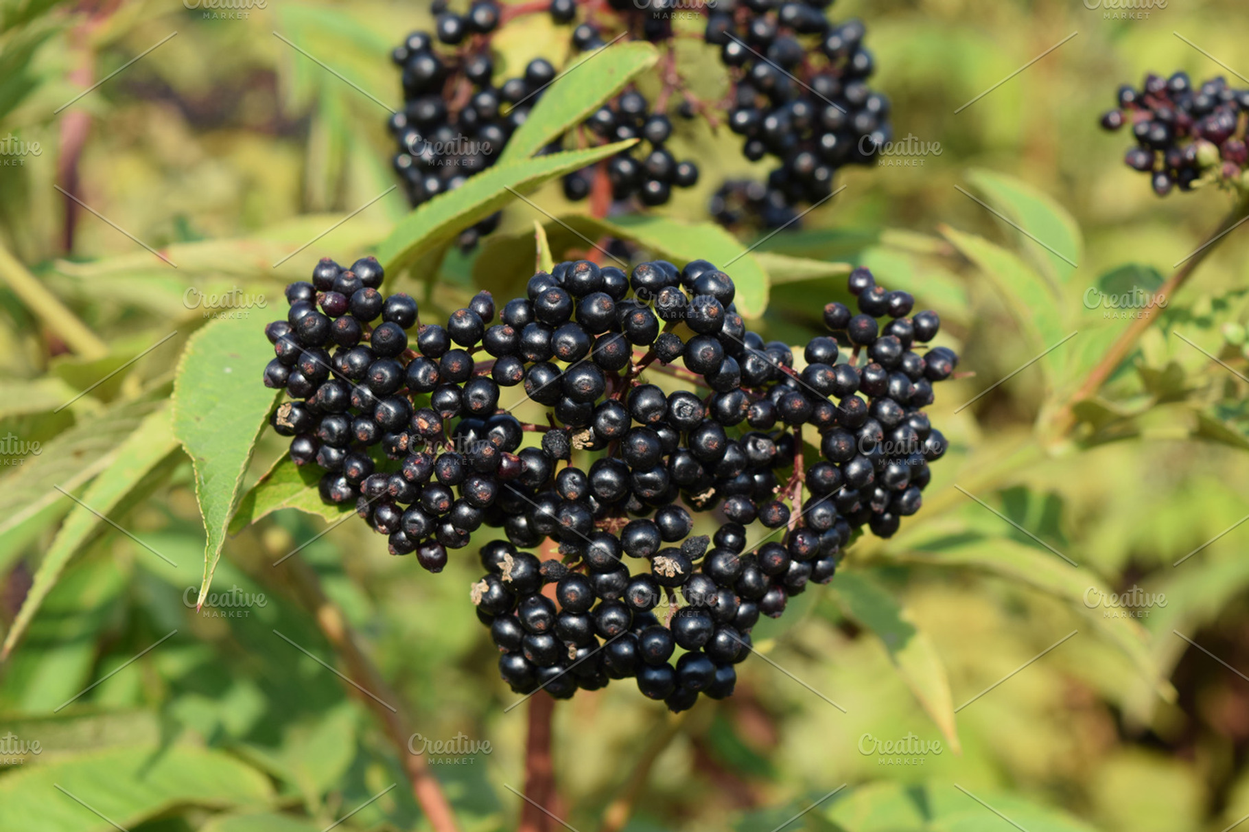 The elder berries stock photo containing elder and fruit, a Nature Photo by ELEONIMAGES