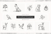 Woodland Drawings, an Animal Illustration by PeDe Designs (Thumbnail 3 of 9)
