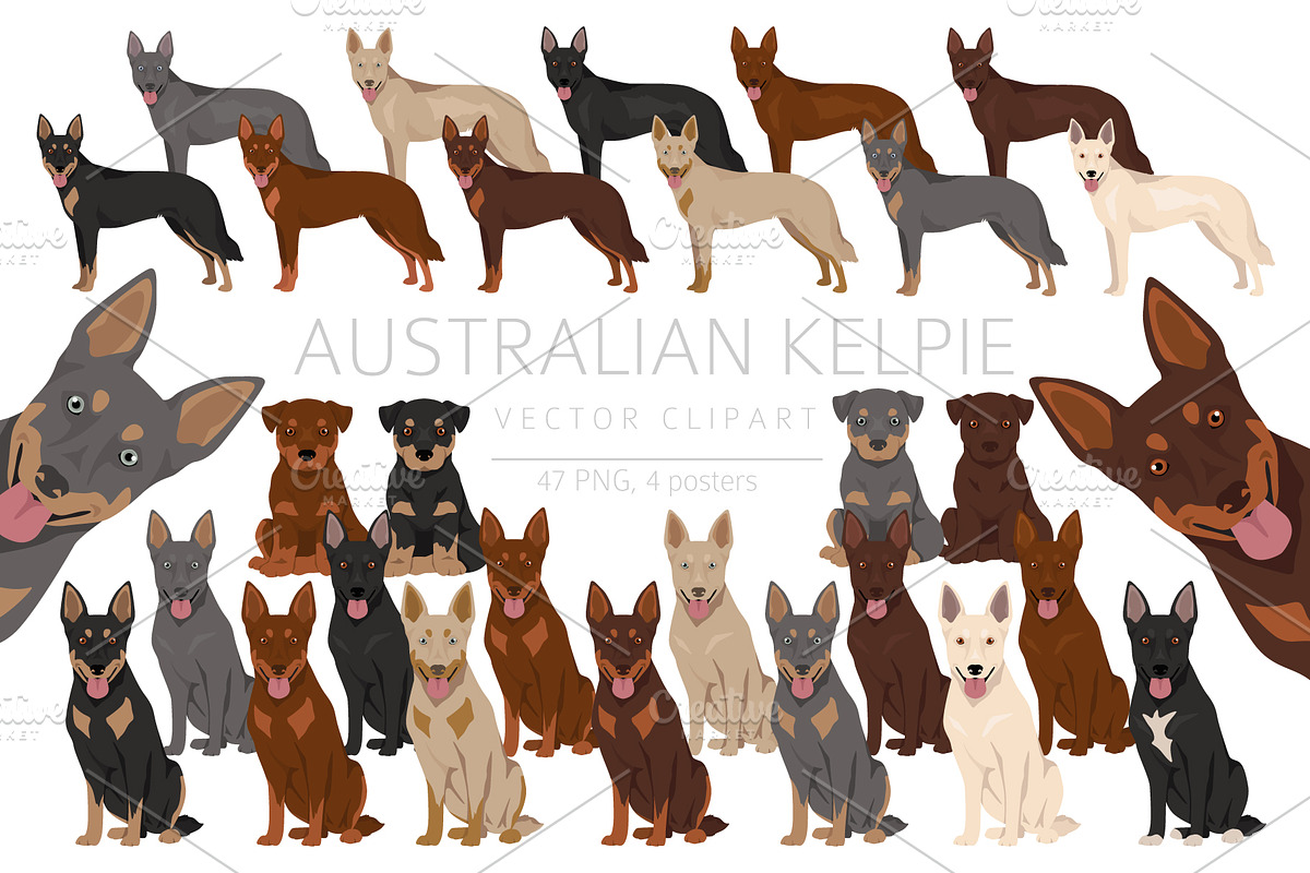 Australian Kelpie clipart, an Illustration by pet design shop (Photo 1 of 6)