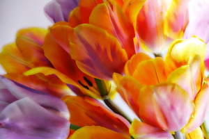 Bright Tulips