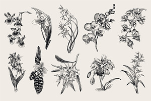 Exotic Flowers. B&W