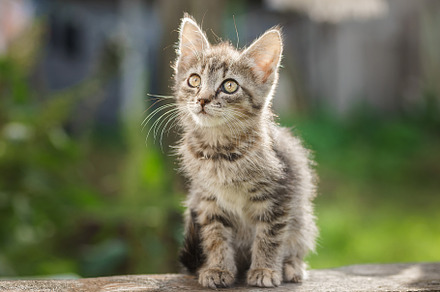 Little newborn gray kitten are waiti, an Animal Photo by AlexBush